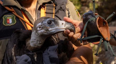 rewilding buitre negro