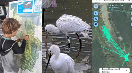 espátulas en Urdaibai en el Día Mundial de las Aves