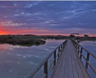 Cielo en movimiento: descubre el birdwatching en la Comunitat Valenciana