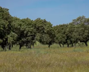 Viaje a la dehesa extremeña: el ecosistema más sabroso y sostenible de Europa