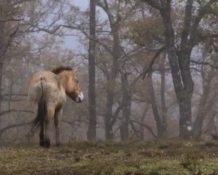 El Sistema Ibérico Sur, a la vanguardia del movimiento de la renaturalización o rewilding en España