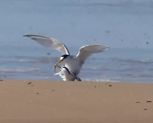 Día Internacional de las Aves 2025