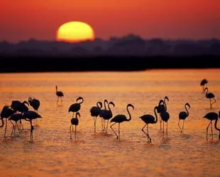 Ataque directo al corazón de Doñana