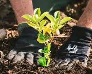 Valencia plantará 12.000 árboles de 50 especies autóctonas en sus parques naturales