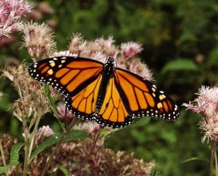 Mariposa monarca en los bosques de México // Crédito: nationalgeographic