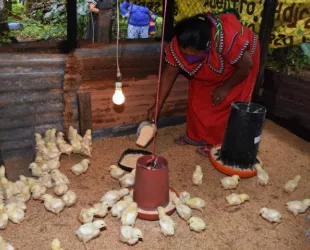 Las mujeres de Panamá apuestan por los proyectos agrícolas sostenibles // Crédito: elsiglo
