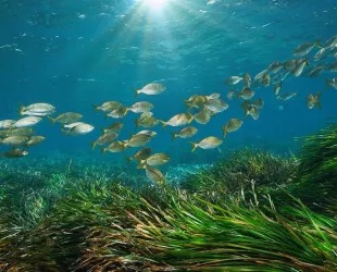 Ecosistema marino Balear // Crédito: balnearicmarine 