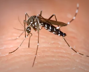 Mosquito tigre // Crédito: wikipedia 