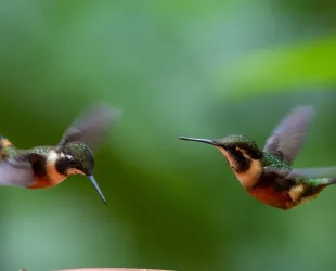 Avistamiento de aves en Quito // Crédito: elsiglocoahulia