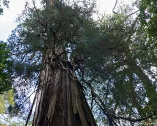El ‘Gran abuelo’ al sur de Chile podría ser el árbol más viejo del mundo // Crédito: dw.com