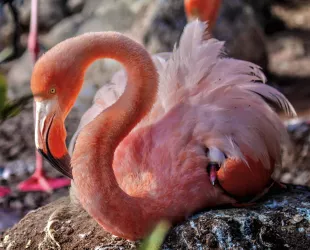 Flamencos en el Parque Nacional de Galápagos // Crédito: conexionoticias