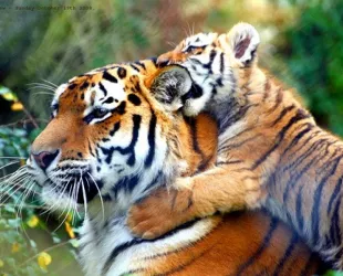 Tigres en India // Crédito: cubasi Tigres en India // Crédito: cubasi
