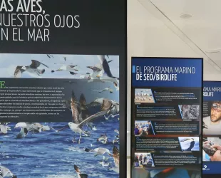 ‘Las aves, nuestros ojos en el mar’ // Crédito: cadenaser ‘Las aves, nuestros ojos en el mar’ // Crédito: cadenaser