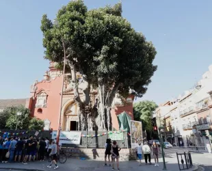 Ficus centenario del barrio de Triana Ficus centenario del barrio de Triana