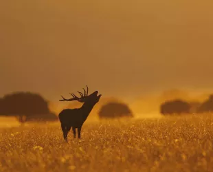 La berrea del ciervo, una experiencia mágica en otoño 