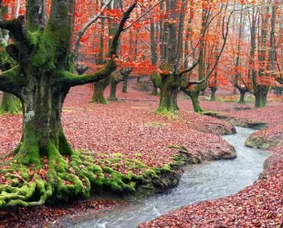 Los mejores bosques encantados en España para la noche de Halloween
