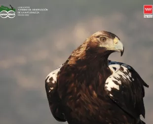 Águila imperial, protagonista NatureWatch Madrid 2022 Águila imperial, protagonista NatureWatch Madrid 2022