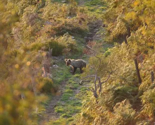 Oso pardo Cantábrico 