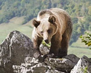 El paraíso natural de Asturias, hogar del oso pardo cantábrico  