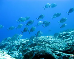 Abundancia de peces, erizos y crustáceos en los dos deltas lávicos // Crédito: visitarislascanarias.com Abundancia de peces, erizos y crustáceos en los dos deltas lávicos // Crédito: visitarislascanarias.com