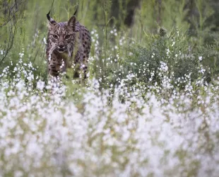 Aura, el lince ibérico más longevo // Crédito: huelvainformacion