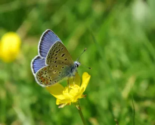 Red de seguimiento de mariposas en los parques naturales de Galicia  