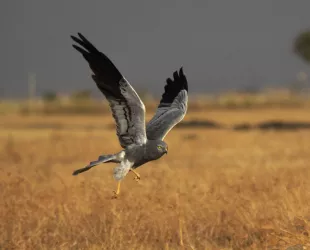 Aguilucho cenizo // Crédito: national geographic 