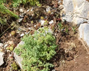 Thalictrum foetidum, Pirineo catalán // Crédito: DiariSegre 