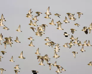 Chorlito Dorado sobre las Islas Baleares // Crédito: SEOBirdlife