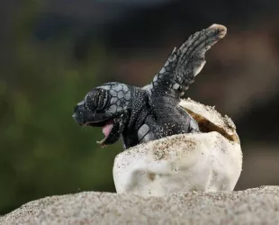 Nacen las primeras tortugas marinas en Palma