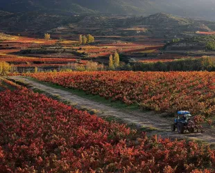 Viñas en otoño en La Rioja // Crédito: imasgal