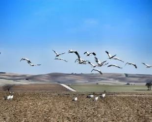 Grullas en la Laguna de El Hito // Crédito: Turismo de Observación 