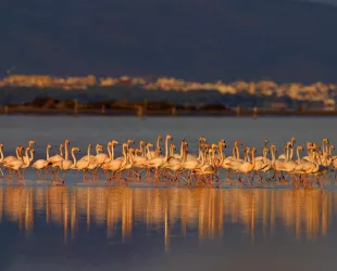 Los humedales son clave para la biodiversidad de España // Crédito: bcncatfilmcommission
