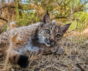 Cac horro de lince ibérico 