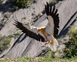 Rut ornitológica en Hoces del río Piedra 