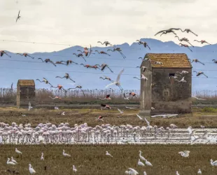 L'Albufera  de Valencia // Crédito: Marga Ferrer