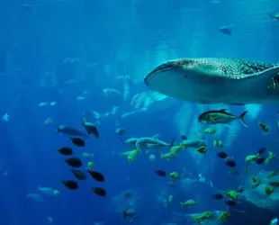 La superficie oceánica rompe récord de temperatura