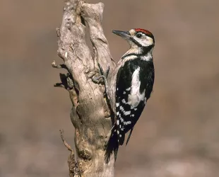 Pájaro Carpintero 