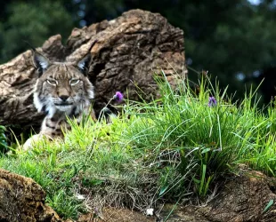 Lince Ibérico // Crédito: andujar28.es Lince Ibérico // Crédito: andujar28.es
