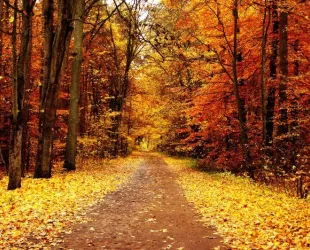 El otoño luce siempre un color maravilloso