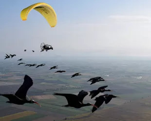La histórica migración de Ibis Eremitas llega a su meta en Cádiz