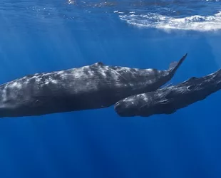 Primera reserva natural para cachalotes en República Dominicana