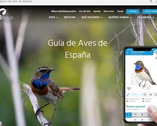 SEO/BirdLife incorpora 88 nuevas especies a su guía de aves