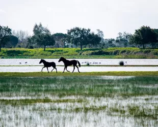 Parque Natural de Doñana Parque Natural de Doñana