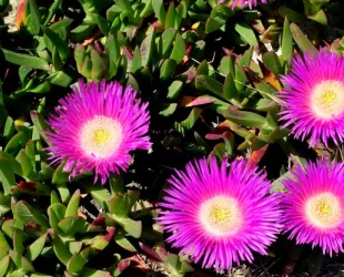 Guía de Plantas 