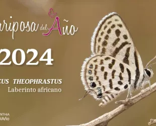 ‘Laberinto africano' elegida mariposa del año 2024