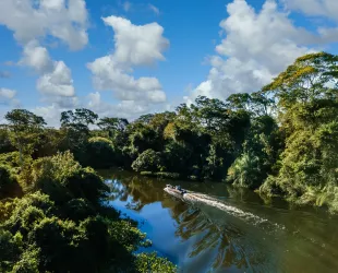 La mitad de la Amazonía podría desaparecer en 2050, alterando el clima de la Tierra