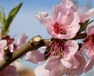 ‘Las flores más bonitas nunca marchitarán en nuestros recuerdos’ ‘Las flores más bonitas nunca marchitarán en nuestros recuerdos’