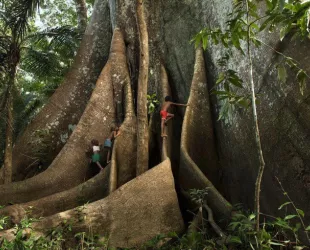 Sumaúma, el árbol del Amazonas // Pinterest 