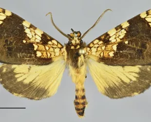 © Servicio Nacional de Áreas Naturales Protegidas por el Estado (Sernanp)